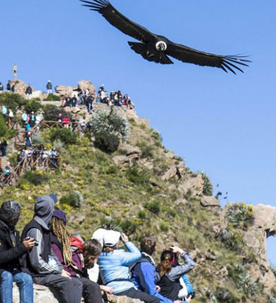 Tour Colca – Cruz del Cóndor 2D/1N