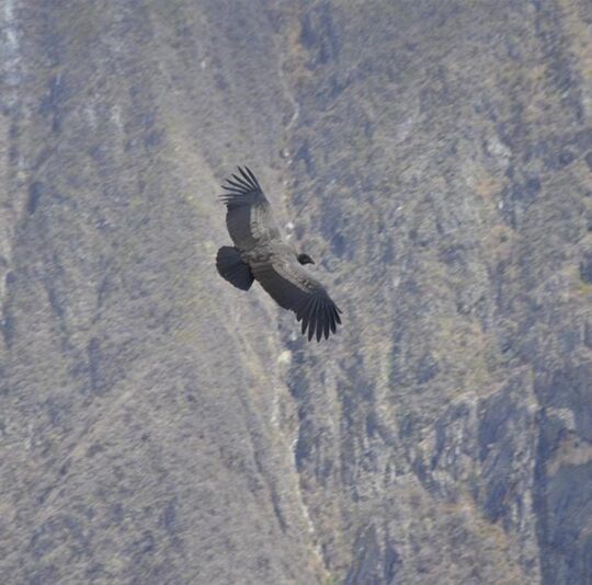 Mirador del Condor Chonta Apurimac